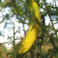 Finger lime Yellow Cutting