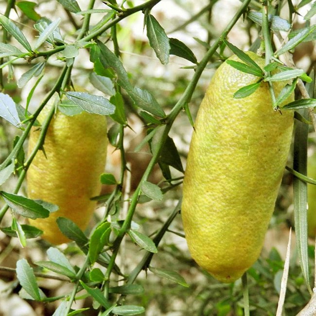 Finger lime Yellow grafted (QLD ONLY) - Ladybird Nursery