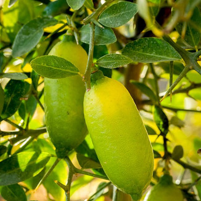 Finger lime Yellow grafted (QLD ONLY)