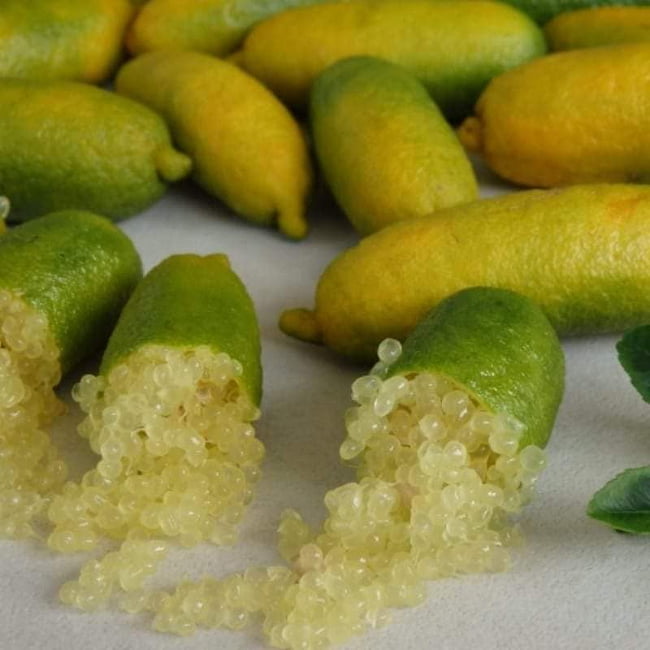 Finger lime Yellow grafted (QLD ONLY)