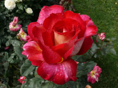 Rose Fionas Wish 2 ft Standards (Rosa)