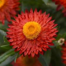 Paper Daisy Mohave 'Fire Red' (Bracteantha) - Ladybird Nursery