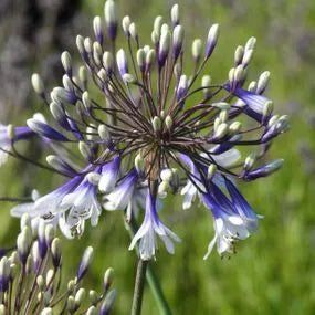 Agapanthus Fireworks - Ladybird Nursery