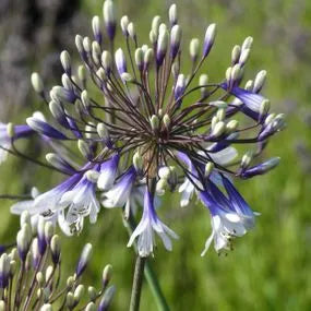 Agapanthus Fireworks