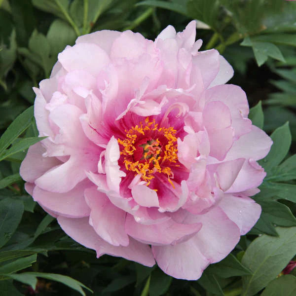 Itoh Peony First Arrival (Paeonia)