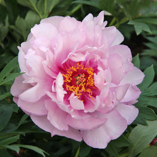 Itoh Peony First Arrival (Paeonia)