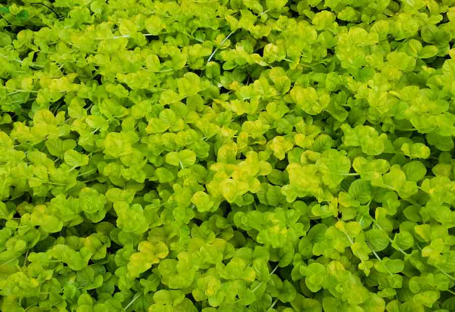Golden Creeping Jenny Aurea (Lysimachia nummularia) - Ladybird Nursery