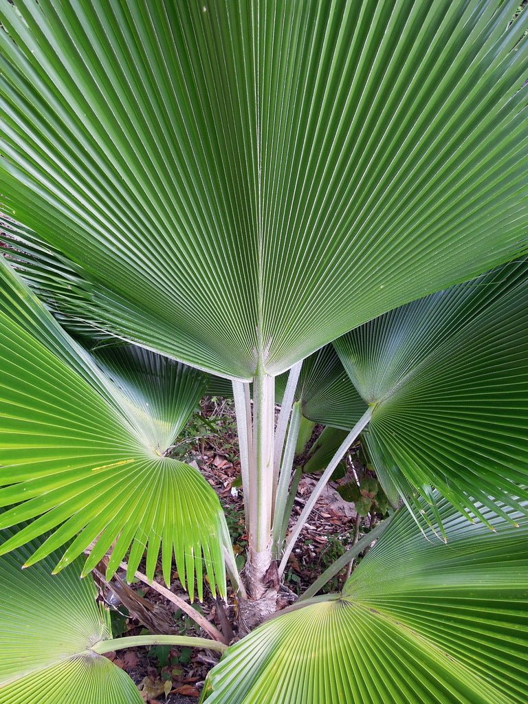 Fiji Fan Palm (Pritchardia pacifica) - Ladybird Nursery