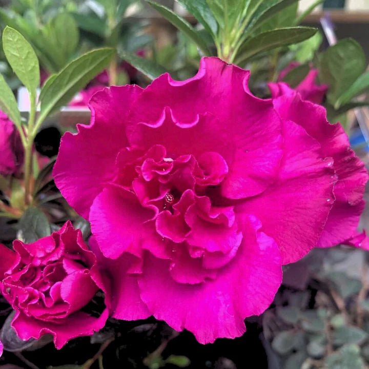 Azalea Flamingo - Ladybird Nursery