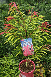 Pink Flamingo Willow Myrtle (Agonis flexuosa) - Ladybird Nursery