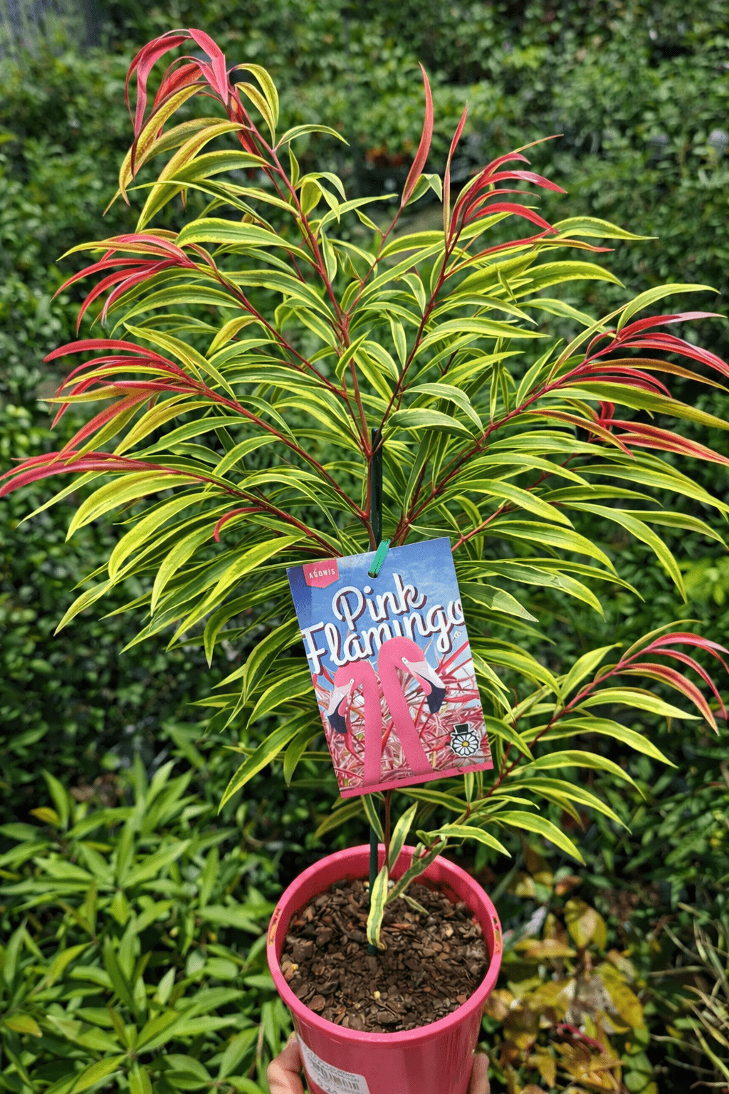 Pink Flamingo Willow Myrtle (Agonis flexuosa) - Ladybird Nursery