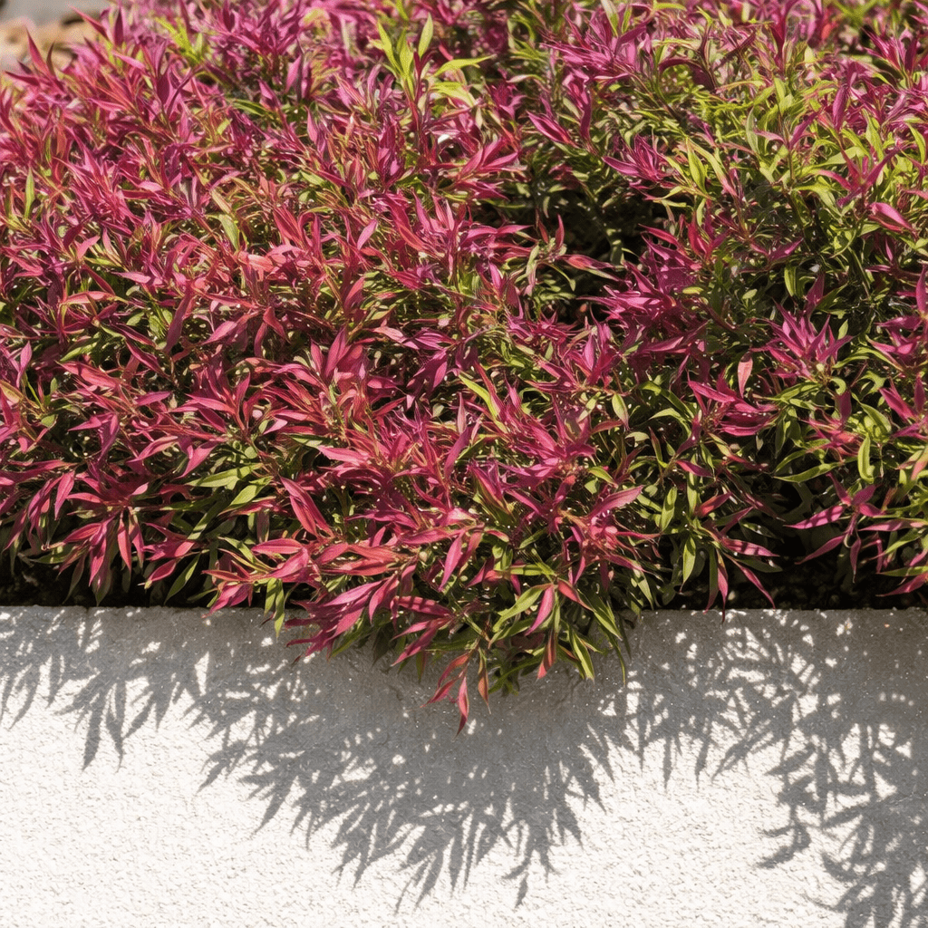 Pink Flamingo Willow Myrtle (Agonis flexuosa) - Ladybird Nursery