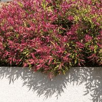Pink Flamingo Willow Myrtle (Agonis flexuosa) - Ladybird Nursery