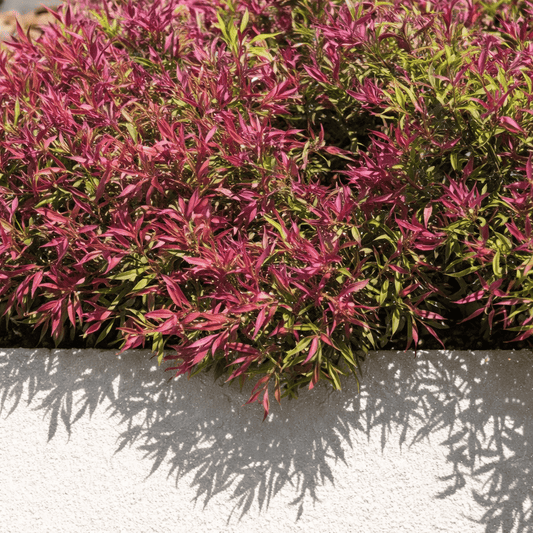 Pink Flamingo Willow Myrtle (Agonis flexuosa) - Ladybird Nursery
