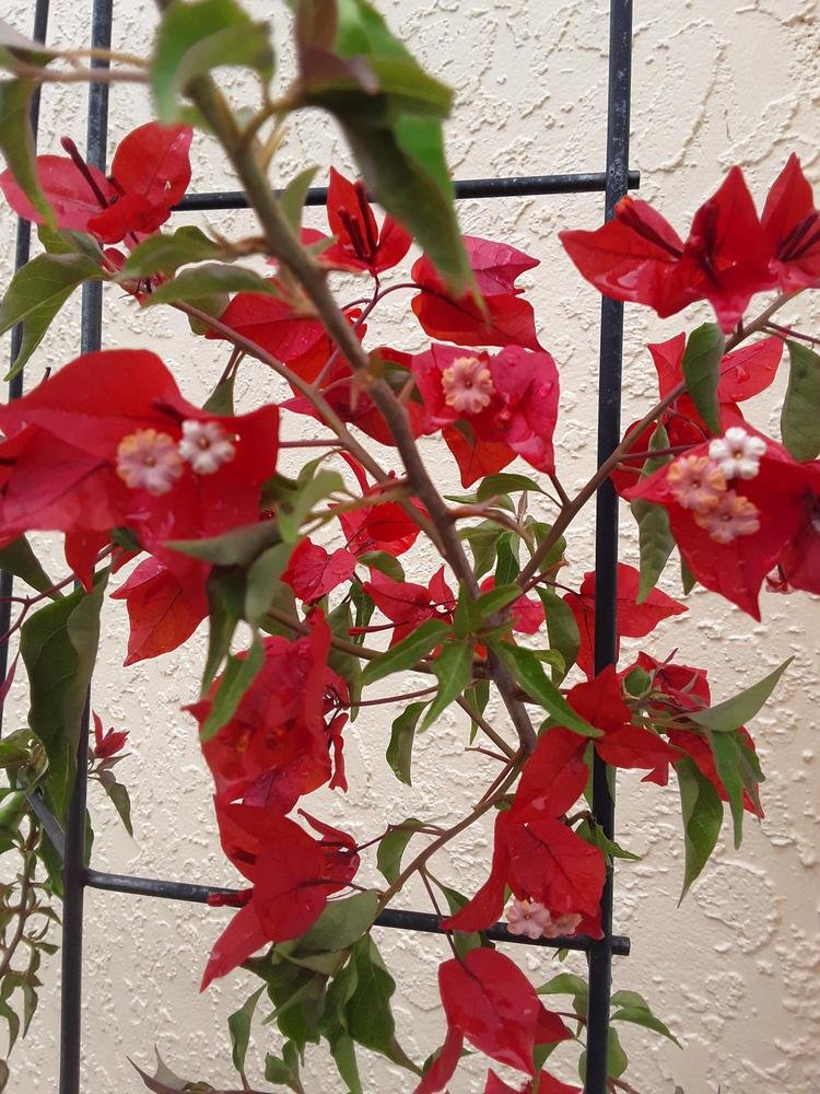 Bougainvillea Flame (Bougainvillea glabra) - Ladybird Nursery