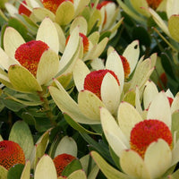 Leucadendron 'Summer Flame' - Ladybird Nursery