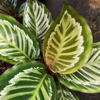 Calathea 'Flamestar' - Ladybird Nursery