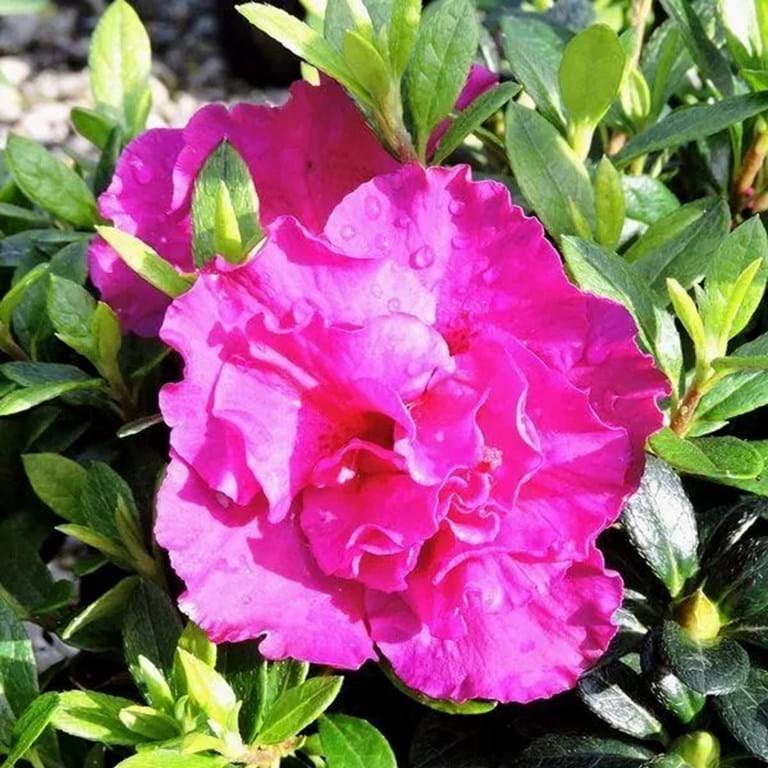 Azalea Flamingo