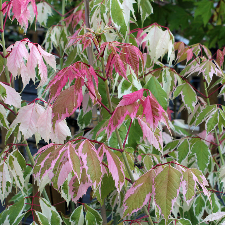 Box Elder Pink Flamingo Maple (Acer negundo)