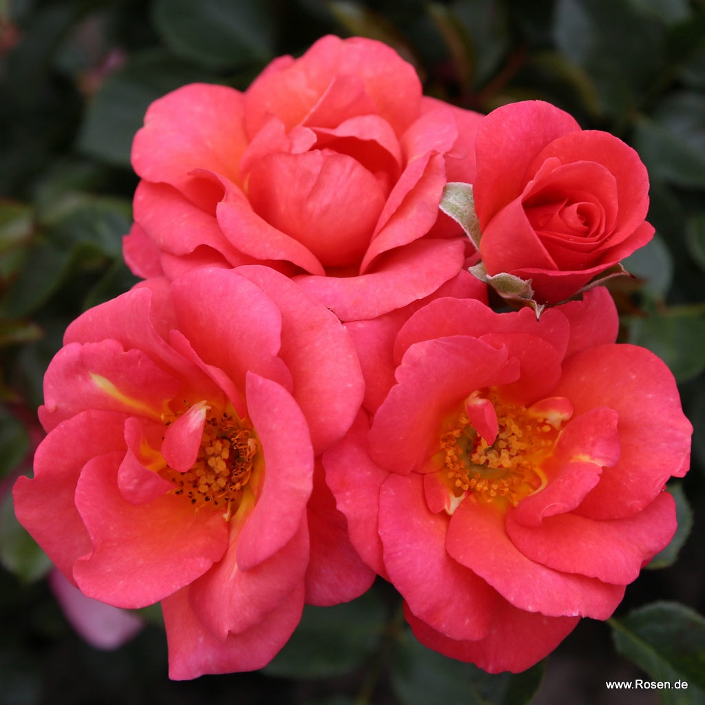 Rose Flamingo (Rosa)