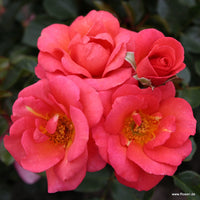 Rose Flamingo (Rosa)