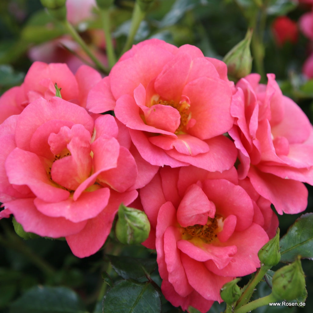 Rose Flamingo (Rosa)