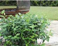 Asian Jasmine FLAT MAT™ (Trachelospermum asiaticum)