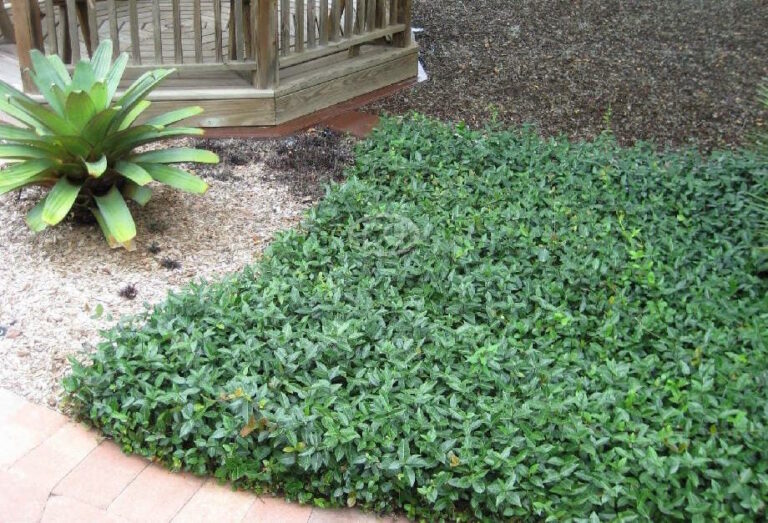 Asian Jasmine FLAT MAT™ (Trachelospermum asiaticum)