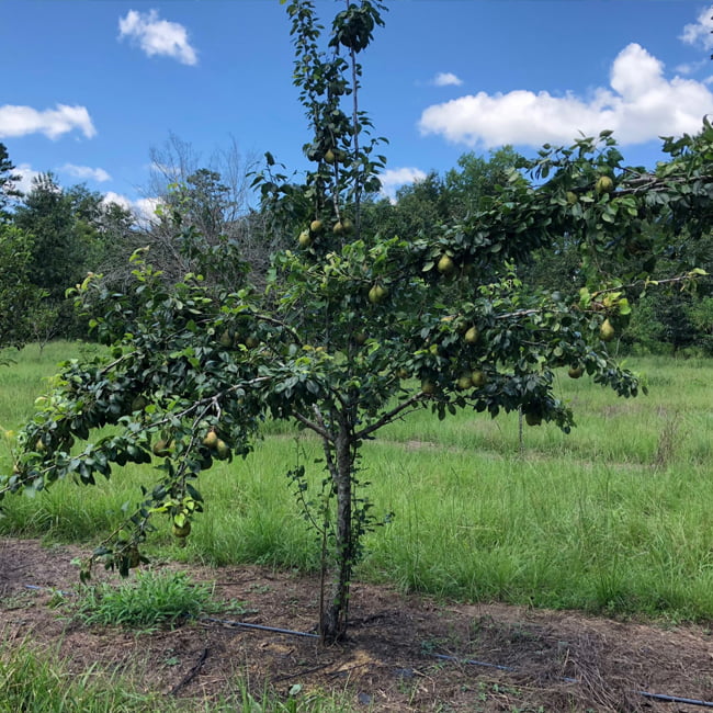 Flordahome Pear