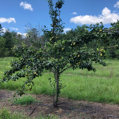 Flordahome Pear - Ladybird Nursery