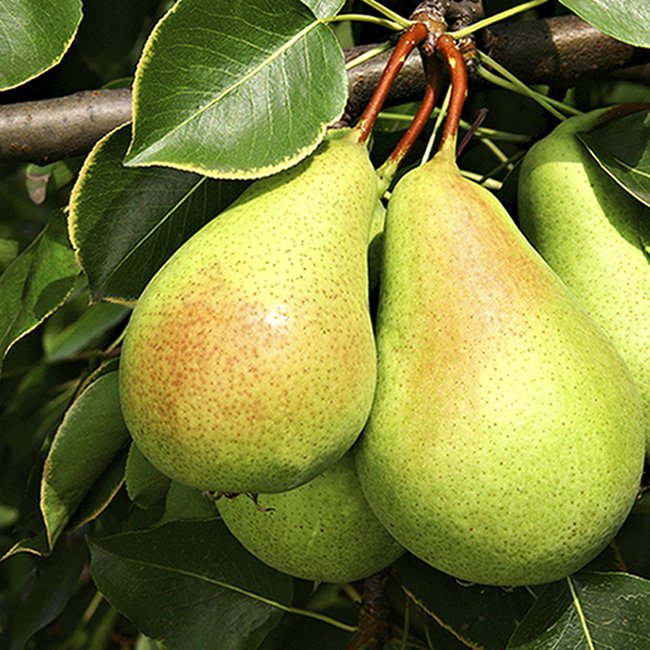 Flordahome Pear