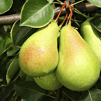 Flordahome Pear