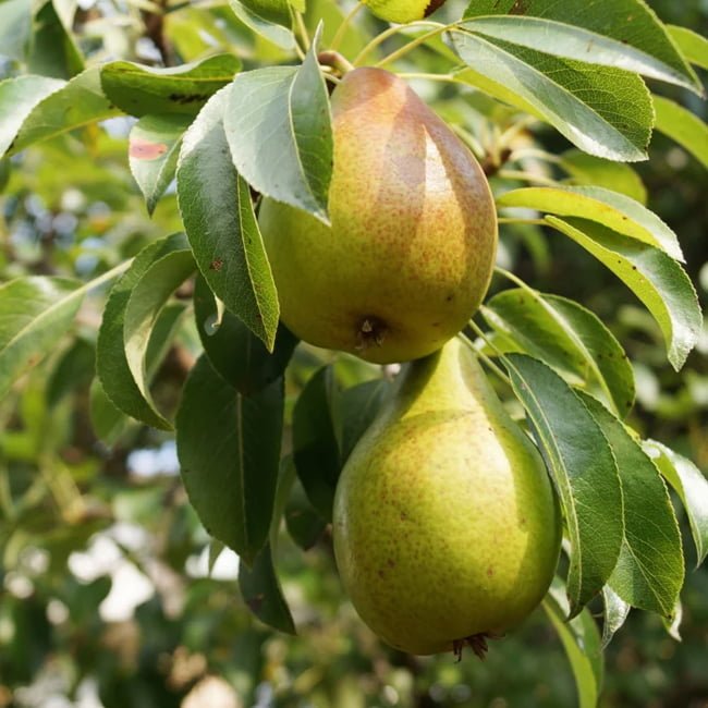 Flordahome Pear - Ladybird Nursery