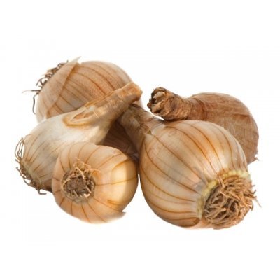 Pecan Mohawk (B) SP - Ladybird Nursery