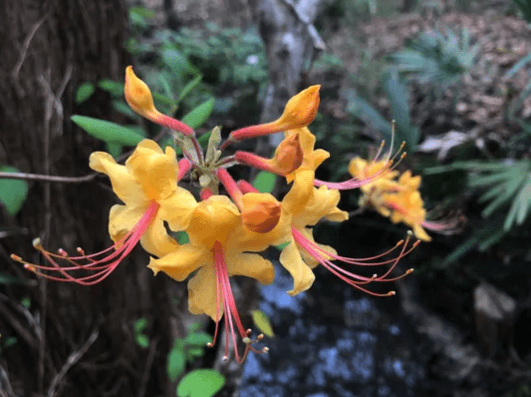 Azalea Firefly - Ladybird Nursery