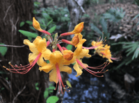 Azalea Firefly - Ladybird Nursery
