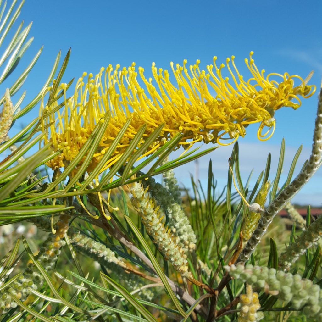 Grevillea Yamba Sunshine - Ladybird Nursery