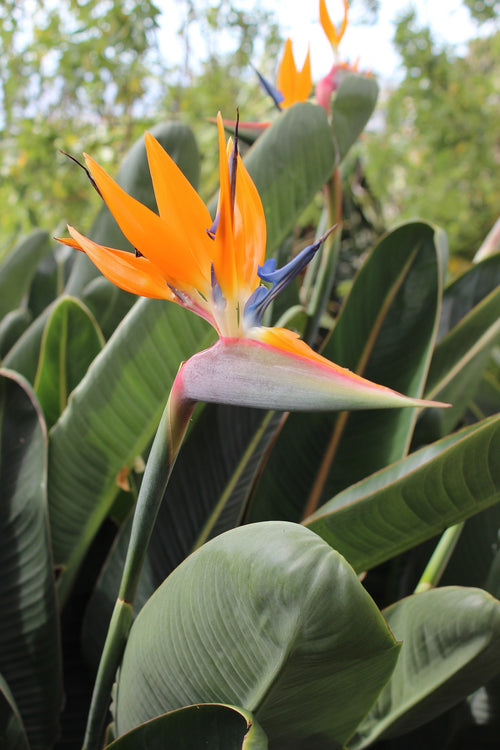 Bird of Paradise (Strelitzia parvifolia) - Ladybird Nursery