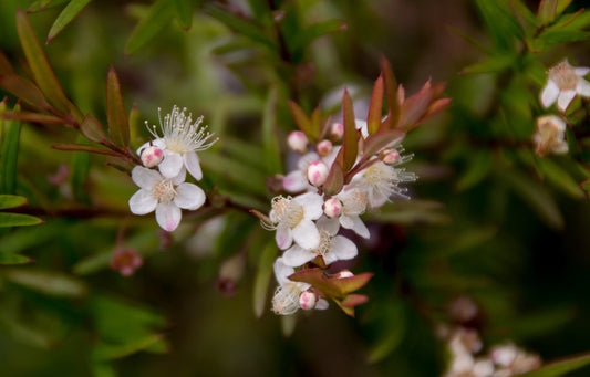 Midyim Berry (Austromyrtus dulcis)