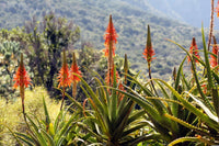 Bitter Aloe (Aloe ferox) - Ladybird Nursery