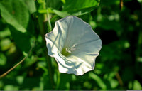 Blue Rock Bindweed Prime White (Convolvulus sabatius)