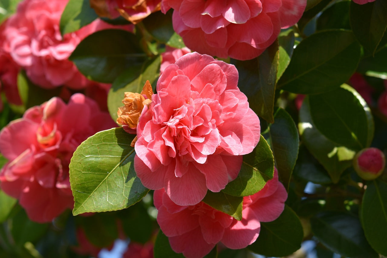 Camellia Carolyn Tuttle (Camellia japonica)