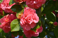 Camellia Carolyn Tuttle (Camellia japonica)