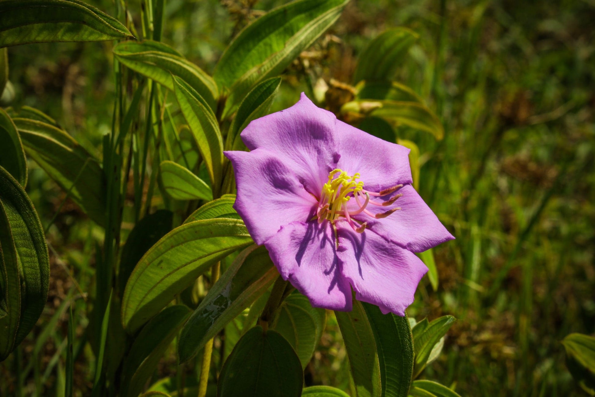 Blue Tongue (Melastoma affine)