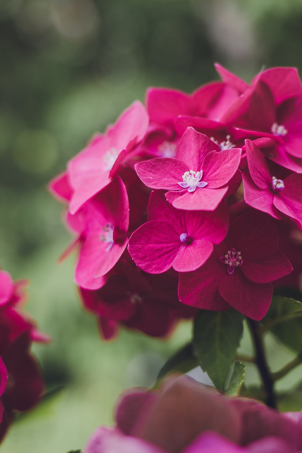 Bigleaf Hydrangea Red (Hydrangea macrophylla) - Ladybird Nursery
