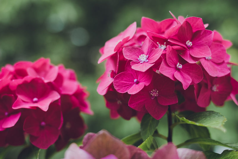 Bigleaf Hydrangea Red (Hydrangea macrophylla)