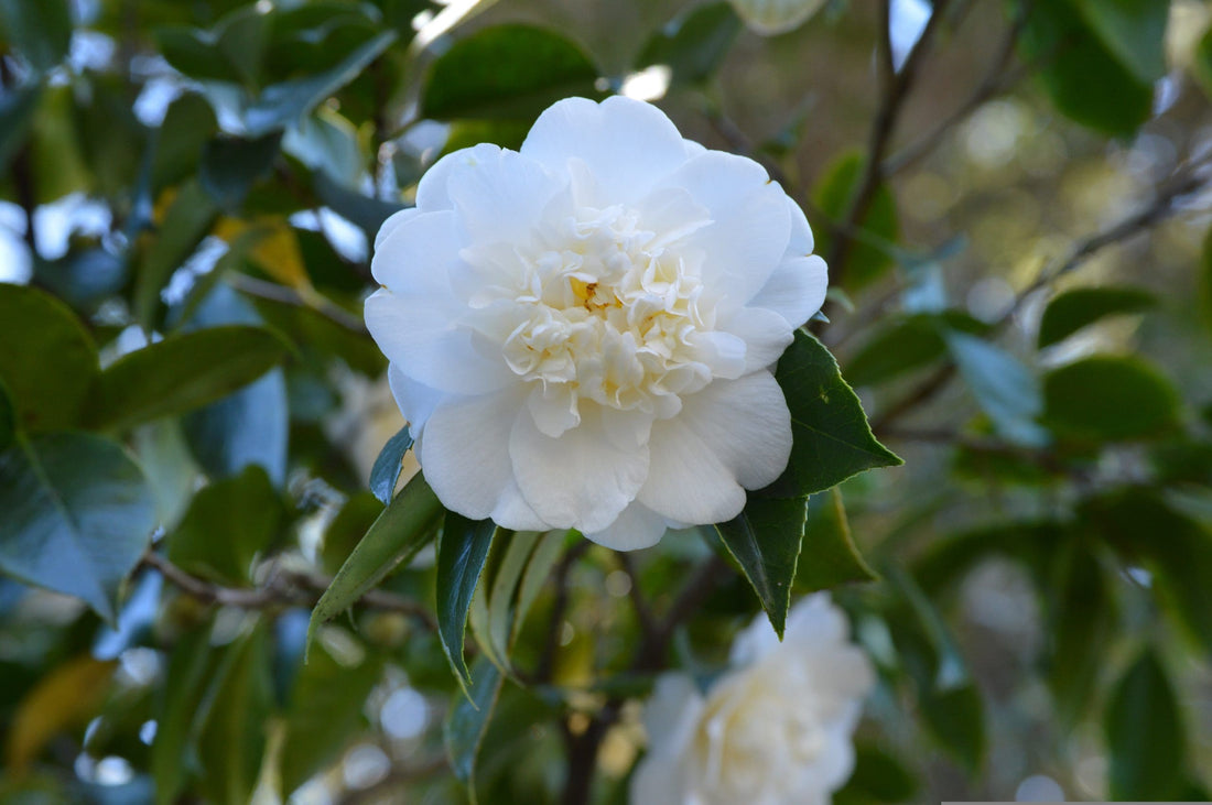 Camellia Debutante (Camellia japonica) - Ladybird Nursery