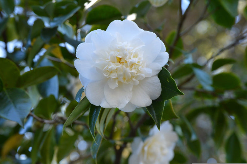 Camellia Debutante (Camellia japonica)