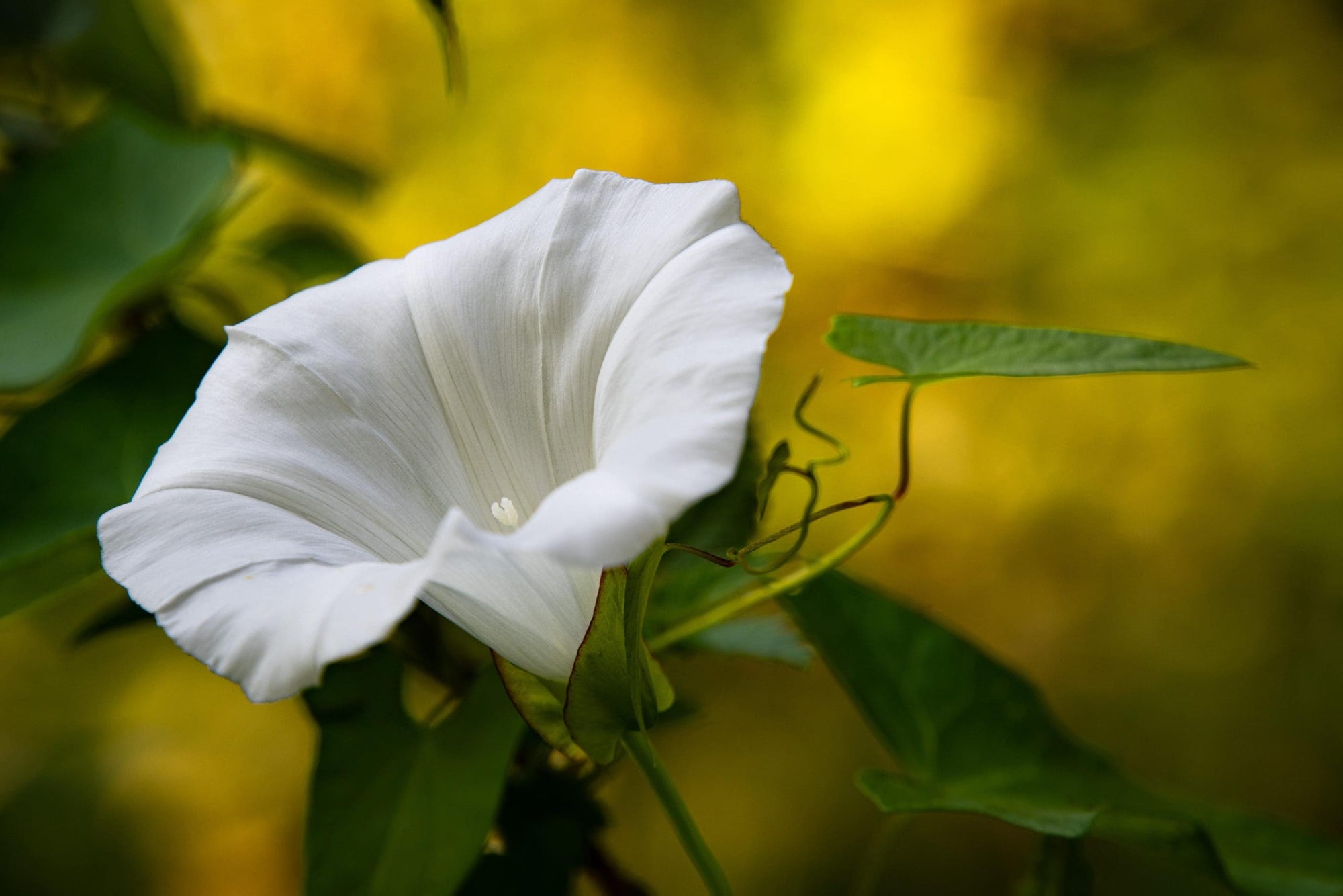 Blue Rock Bindweed Prime White (Convolvulus sabatius) - Ladybird Nursery