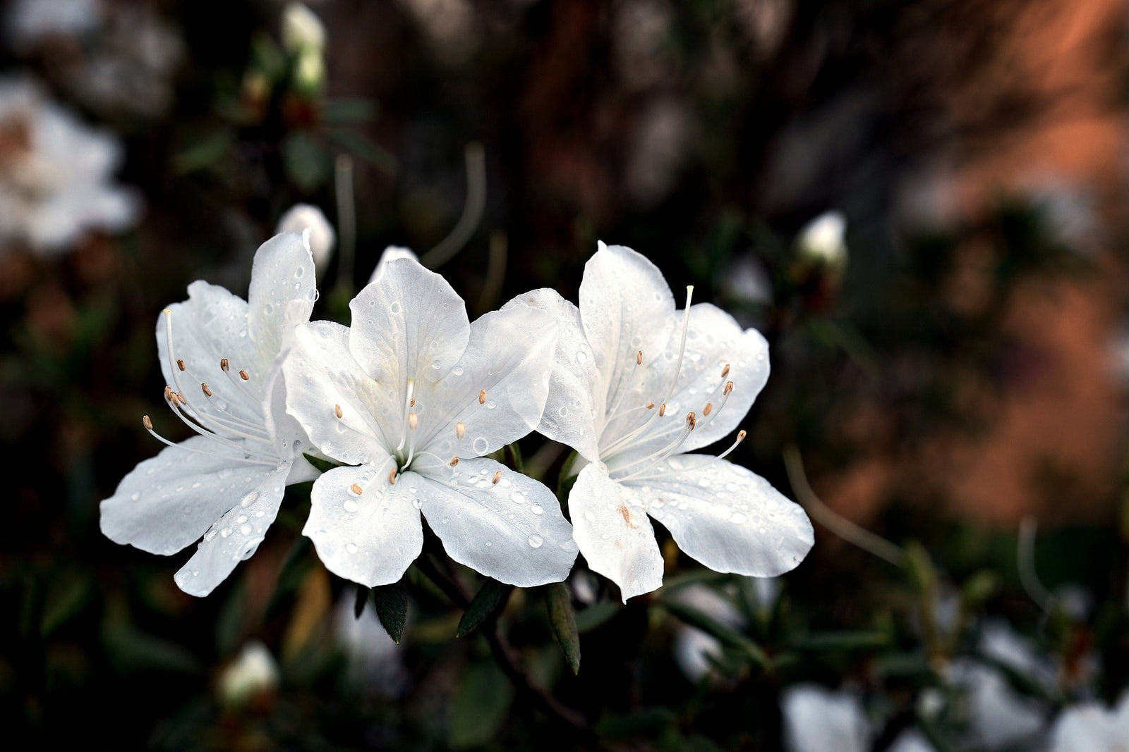 Azalea Searchlight - Ladybird Nursery